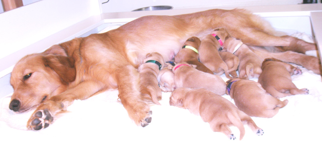 Small Picture of Merlin & pups 